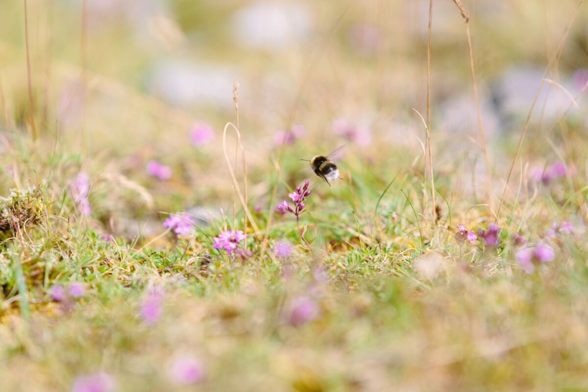 biodiversity net gain flowers